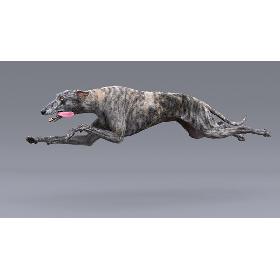 Greyhound (2) (Fur) (Rigged) 3D model